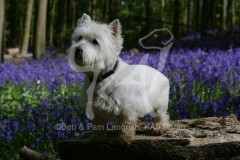 Terrier - West Highland White