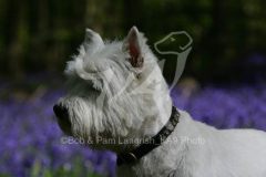 Terrier - West Highland White