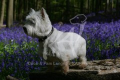 Terrier - West Highland White