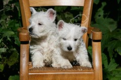 Terrier - West Highland White