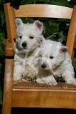 Terrier - West Highland White