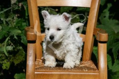 Terrier - West Highland White