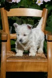 Terrier - West Highland White