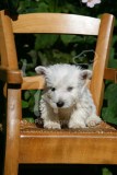 Terrier - West Highland White