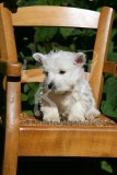 Terrier - West Highland White