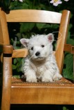 Terrier - West Highland White