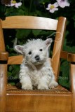 Terrier - West Highland White