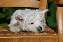 Terrier - West Highland White