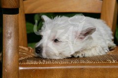 Terrier - West Highland White