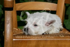 Terrier - West Highland White