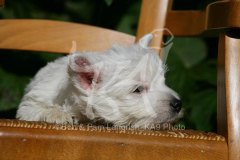 Terrier - West Highland White