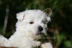 Terrier - West Highland White