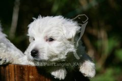 Terrier - West Highland White