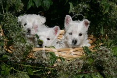 Terrier - West Highland White