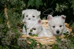 Terrier - West Highland White