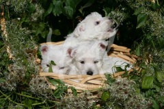 Terrier - West Highland White