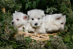 Terrier - West Highland White