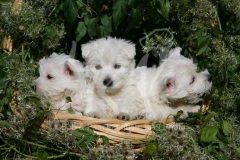 Terrier - West Highland White