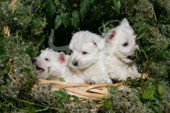 Terrier - West Highland White