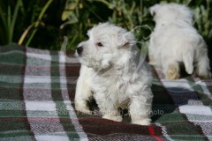 Terrier - West Highland White