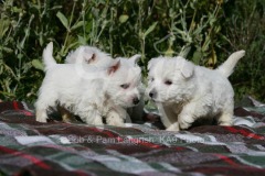 Terrier - West Highland White