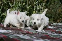 Terrier - West Highland White