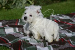 Terrier - West Highland White