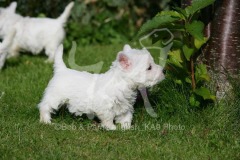 Terrier - West Highland White