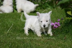 Terrier - West Highland White