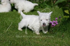 Terrier - West Highland White