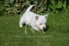 Terrier - West Highland White