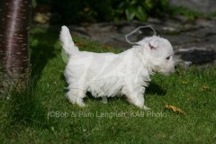 Terrier - West Highland White