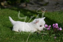 Terrier - West Highland White