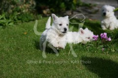 Terrier - West Highland White