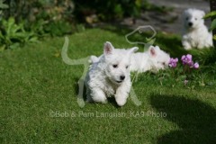 Terrier - West Highland White