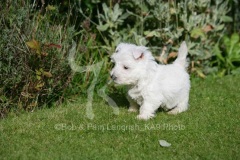 Terrier - West Highland White