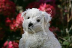 Terrier - West Highland White