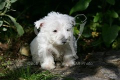 Terrier - West Highland White