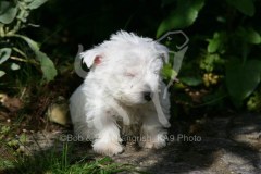 Terrier - West Highland White