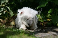 Terrier - West Highland White