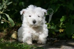 Terrier - West Highland White