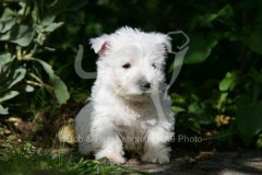 Terrier - West Highland White