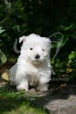 Terrier - West Highland White