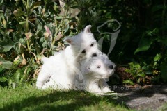 Terrier - West Highland White