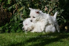 Terrier - West Highland White