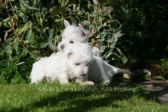 Terrier - West Highland White