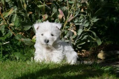 Terrier - West Highland White