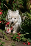 Terrier - West Highland White