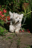 Terrier - West Highland White