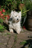 Terrier - West Highland White